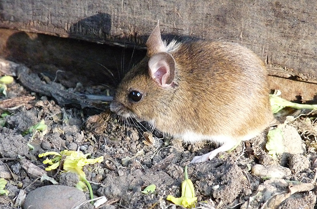 Field Mouse