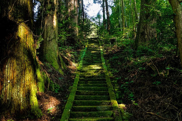 Woodland steps in Japan