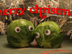 Merry Christmas Sprouts.