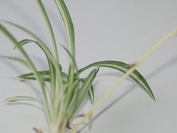 Stolon of a spider plant, close-up