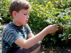Boy picking berries - CC0 Creative Commons license