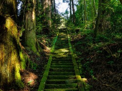 Woodland steps in Japan